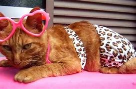 Image result for Cat Taco Swimsuit