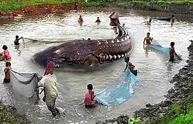Image result for 10 Horrible Deep Sea Creatures