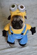 Image result for Costumes for Pugs
