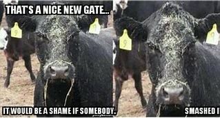 Image result for Cow Age App Meme