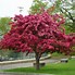 Image result for Ornamental Flowering Crabapple Tree