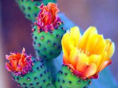 Image result for Beautiful Desert Cactus Flowers