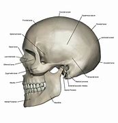 Image result for Large Human Skull