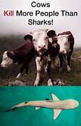 Image result for Cow Shark Meme