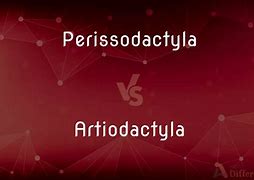 Image result for Perissodactyla