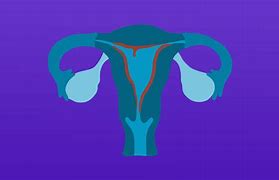 Image result for Ovulation Bleeding Color and Texture