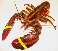 Image result for Heavy Duty Lobster Claw Clasp