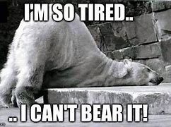 Image result for Tired Bear Meme