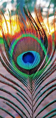 Image result for Android Peacock Phone
