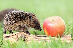Image result for Mini Hedgehog