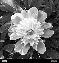 Image result for Peony iPhone Wallpaper