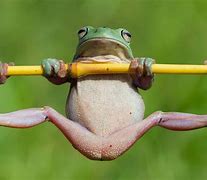 Image result for Frog Front Legs