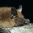 Image result for 15 Bat Species
