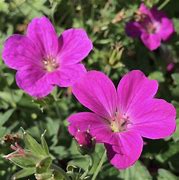 GERANIUM riversleaianum ‘Russell Prichard’ に対する画像結果