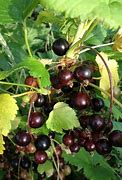 Image result for Elgey Pick Your Own