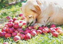 Image result for Aamodt's Apple Farm