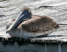 Image result for Florida Brown Pelican