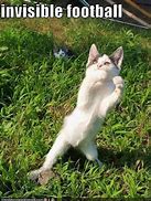 Image result for Image ID for Invisible Cat