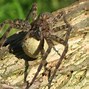 Image result for Fish Spider Rider of Swamp