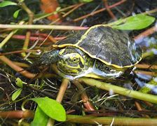 Image result for Bronx Zoo Turtle
