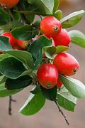 Image result for Mini Apple Fruit
