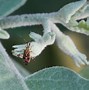 Image result for "eggplant-lace-bug"