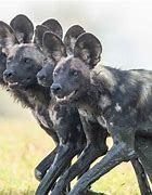 Image result for African Painted Dog Laying Dog