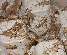 Image result for Crickets as Reptile Food