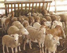 Image result for Sheep Rustling