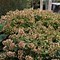 Image result for Hydrangea paniculata Darts Little Dot