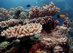 Image result for coral