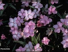 Image result for Rhodohypoxis Fred Broome