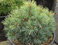 Image result for Pinus koraiensis China Boy
