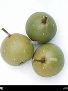 Image result for Pyrus communis Joséphine de Malines