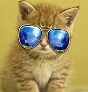 Image result for Call Center Cute Animals Wallpaper