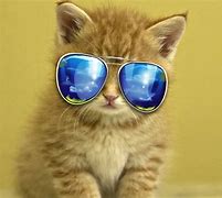 Image result for Cute Animal Wallpapers