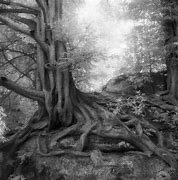 Image result for Oldest Tree in the World