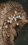 Image result for Hedgehog Diseases