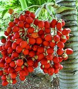 Image result for Palm Tree Fruit
