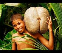 Image result for Biggest Seed That Isn't a Fruit