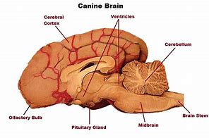 Image result for Dog Brain Diagram