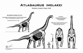 Image result for Altasaurus