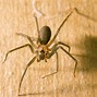 Image result for Large Ohio Spiders