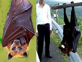 Image result for Giant Bat Meme
