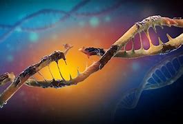 Image result for Gene Mutation Examples