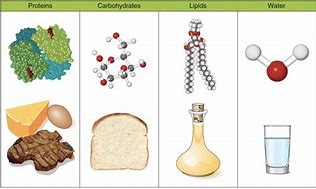 Image result for Balanced Diet Protein Carbs Fats