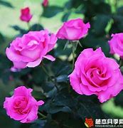 Image result for 麦卡尼