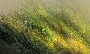 Image result for Artists Foliage Brush
