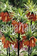 Image result for Fritillaria Garland Star