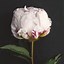 Image result for Flower Wallpaper iPhone 5